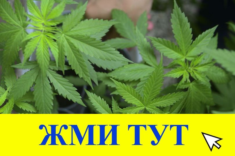 Купить наркотики в Мончегорске